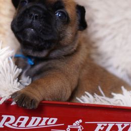 English Bulldog and French Bulldog Puppies from ClayBulldogs
