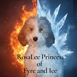Rosie - Poodle