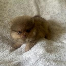 Madeline - Beaver female Pomeranian puppy in Macon, Georgia from Pomflower Pomeranians
