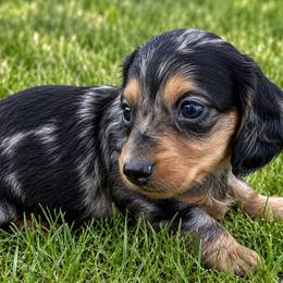 Denali - Dapple male Dachshund puppy in Salem, Oregon from Longdox Mini Dachshunds