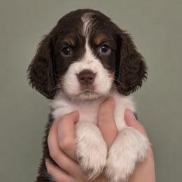 Lennon - Liver white and tan female English Springer Spaniel puppy in Fort White, Florida from Thunderbird Springers