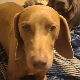 Calypzo - Weimaraner