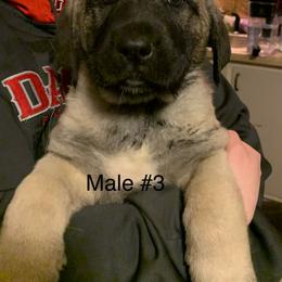 Male 3 - Fawn male Anatolian Shepherd Dog puppy in Daggett, Michigan from T&S Anatolians
