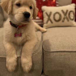 Golden Retriever Puppies from Chrysanthos Golden Retrievers