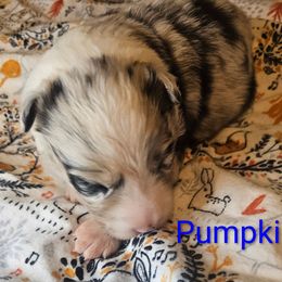 Pumpkin - Blue merle male Border Collie puppy in Gaffney, South Carolina from On the Lamb