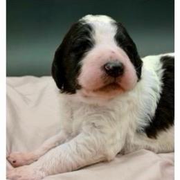 Mabel - Black and white female Sheepadoodle puppy in Willacoochee, Georgia from Kitandkboodle's Doodles