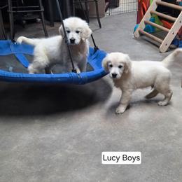 Lucy Boy 4 - Light golden male Golden Retriever puppy in Niles, Michigan from Composer Goldens