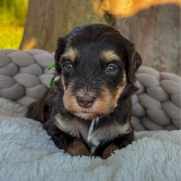 Fruit Loops - Phantom female Bernedoodle puppy in Rose Hill, North Carolina from Red Door Canines