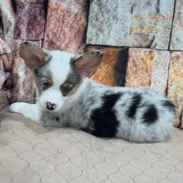 Boy 1 - Blue merle and white male American Corgi puppy in Visalia, California from VIP Stables