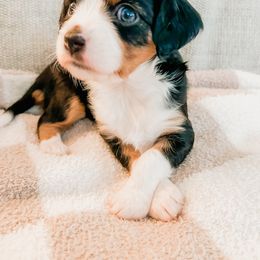 Companion Cross Puppies from The Darling Pup