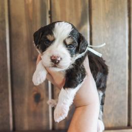 Echo - female Golden Mountain Doodle puppy in Greenbrier, Arkansas from Tilley's Southern Doodles