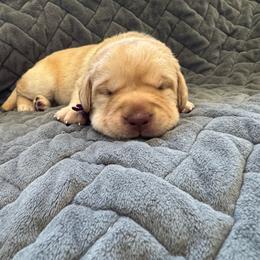 Purple - Yellow female Labrador Retriever puppy in Big River, California from Cozy Acres Farm Labradors