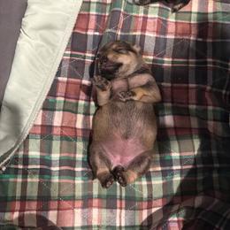 Little Chloe - Salt and pepper female Miniature Schnauzer puppy in New Bern, North Carolina from DJS Delightful Miniature Schnauzers