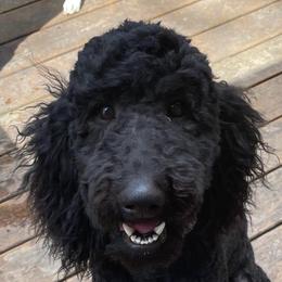 Huck - Poodle