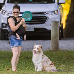 Australian Shepherd All Grown Up from Polaris Australian Shepherds