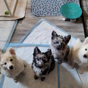 Mudi Puppies from Karinka Mudis
