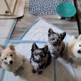 Mudi Puppies from Karinka Mudis