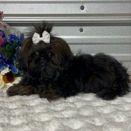 AKC baby Cher - Red and tan female Shih Tzu puppy in Elgin, South Carolina from Silver Bells Paw Prints