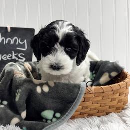 Australian Labradoodle puppies from Forever Friends Labradoodles
