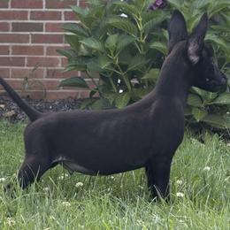 Nyx - Black brindle female Dutch Shepherd puppy in Watertown, Connecticut from APACHEK9