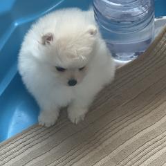 Boo boo - Cream female Pomeranian puppy in Haines City, Florida from My Baby Poms