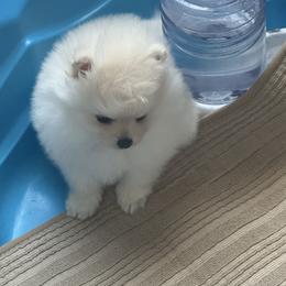 Boo boo - Cream female Pomeranian puppy in Haines City, Florida from My Baby Poms