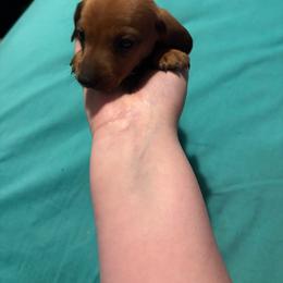 Girl - Wheaten female Dachshund puppy in Belton, South Carolina from Amy’s Dachshunds