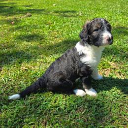 Hazel - Tri-color female Bernedoodle puppy in Mckenzie, Tennessee from Small Town Doodles & Poodles