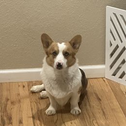 Tucker - American Corgi
