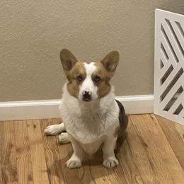 Tucker - American Corgi