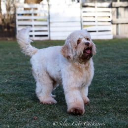 Sonnet - Cockapoo