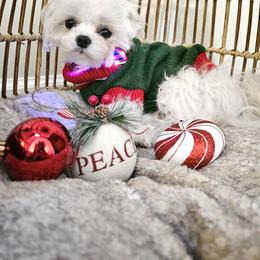Sami - Maltese