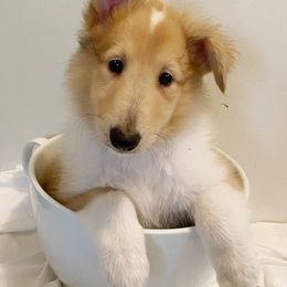 Collie Puppies from Heritage Valley Collies