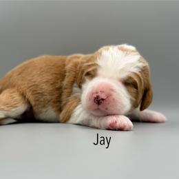 Jay - male Australian Mountain Doodle puppy in Chattanooga, Tennessee from River City Doodles TN