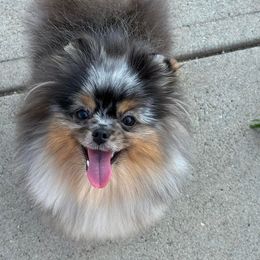 Dream - Pomeranian