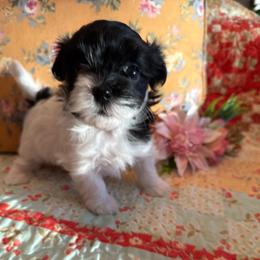 Adeline - Black and white female Havanese puppy in Apopka, Florida from Dunhill Havanese