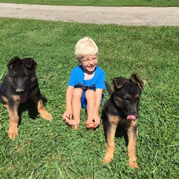German Shepherd Puppies from Tara Riehle