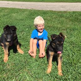 German Shepherd Puppies from Tara Riehle