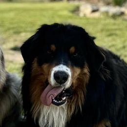 Boone - Australian Shepherd