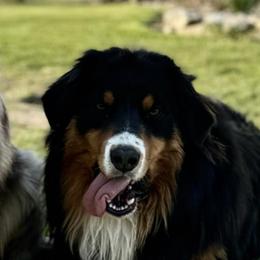 Boone - Australian Shepherd