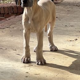 Great Dane Puppies from Leslie Woodard's Great Danes