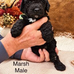 Marsh - Black male Poodle puppy in Woodleaf, North Carolina from Circle T Ranch K9s