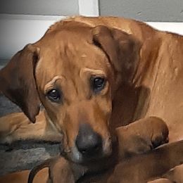 Tracker - Rhodesian Ridgeback