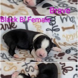 Brave - Black & white female Australian Shepherd puppy in Squaw Valley, California from A&M Australian Shepherds