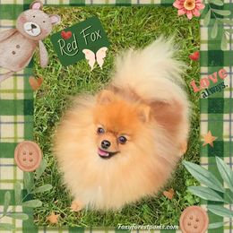 Red Fox - Pomeranian