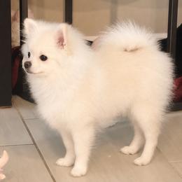 Chunky - White male Pomeranian puppy in Las Vegas, Nevada from Pomeranian Puppies