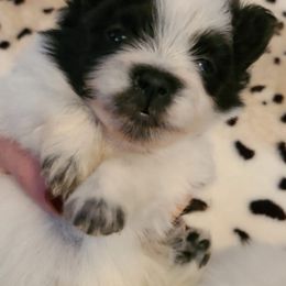 Pomeranians from Georgia Poms