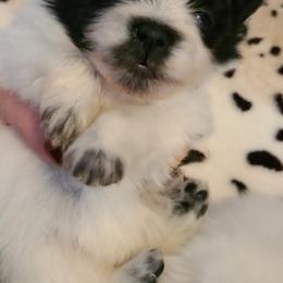Pomeranians from Georgia Poms