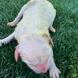 Prince - Red merle male Aussiedoodle puppy in Bakersfield, California from Annie's Aussies