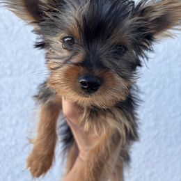 Yorkshire Terrier Puppies from MF_Yorkies